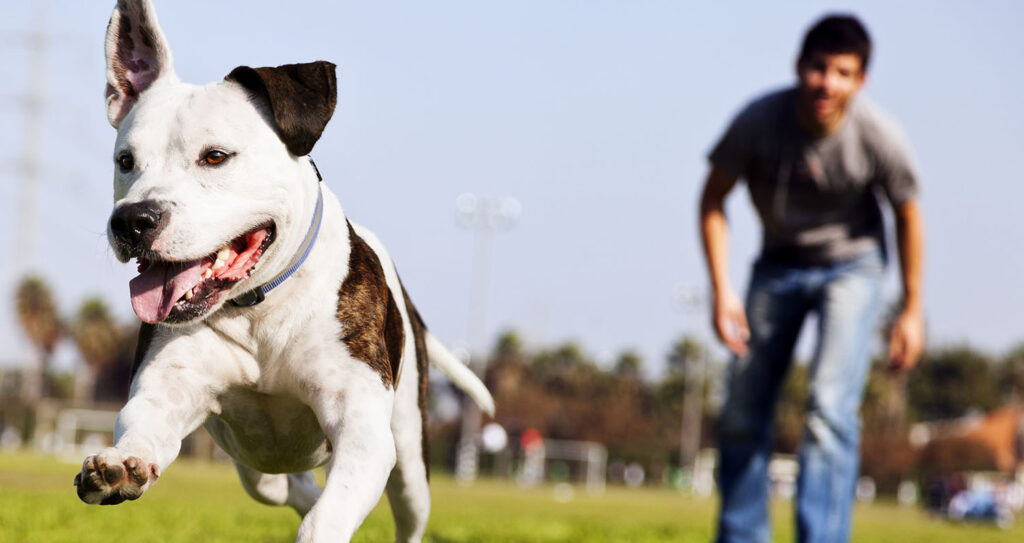 A Pitbull dog mid-air, running after its chew toy with its owner standing close by.