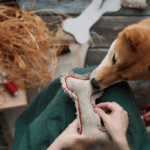DIY for Dog