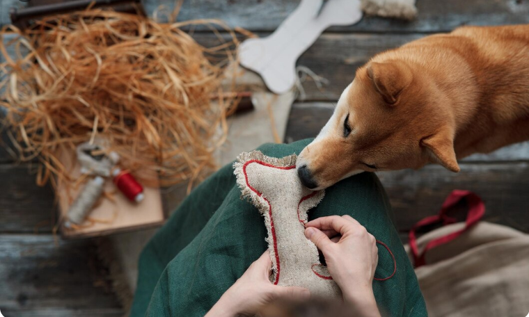 DIY for Dog