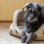 Dog inside its nest