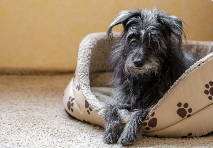 Dog inside its nest