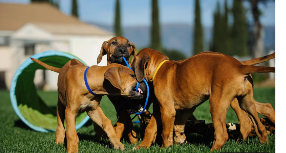 Playing Dogs