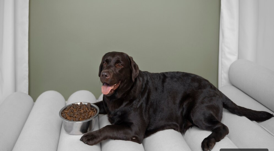 pregnant dog and food