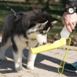 puppy training