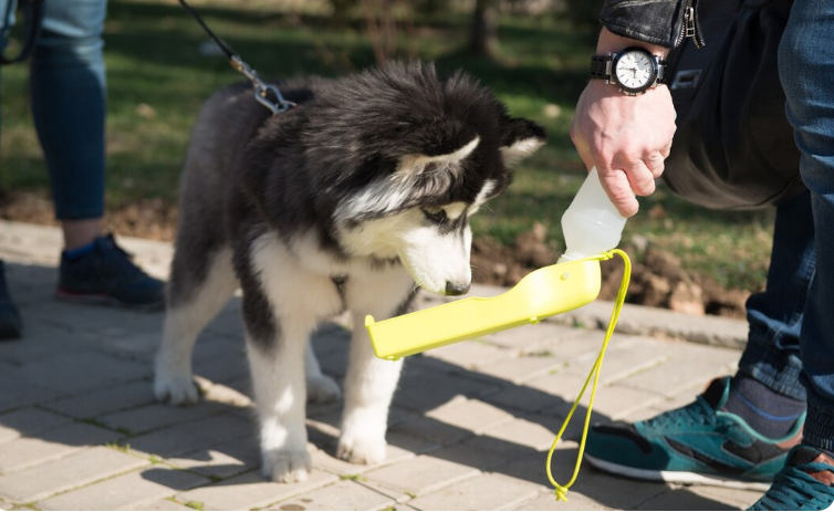 puppy training
