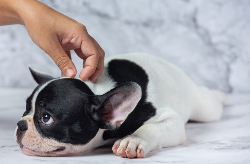 puppy