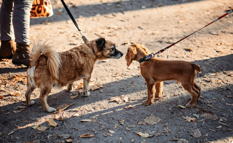 two dogs meeting each other